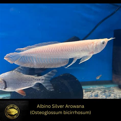 where to buy arowana fish online|Silver Arowana (Osteoglossum bicirrhosum) .
